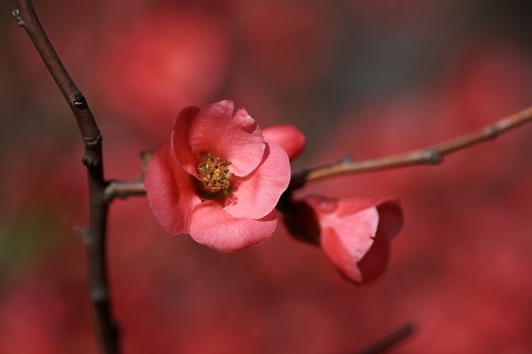 Flowering Quince by Joy Watson
